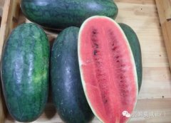 【生活·常识】12人吃西瓜中毒，你还放心吗？亮亮教你怎样选购西瓜